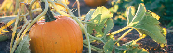 Où cueillir des citrouilles et courges