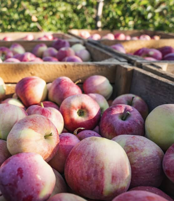 activités gourmandes à faire en septembre