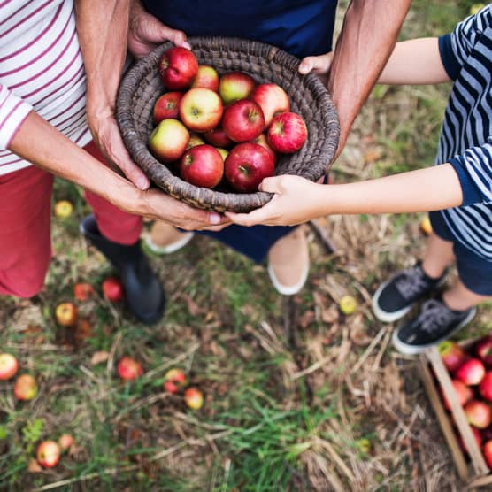 La cueillette de pommes