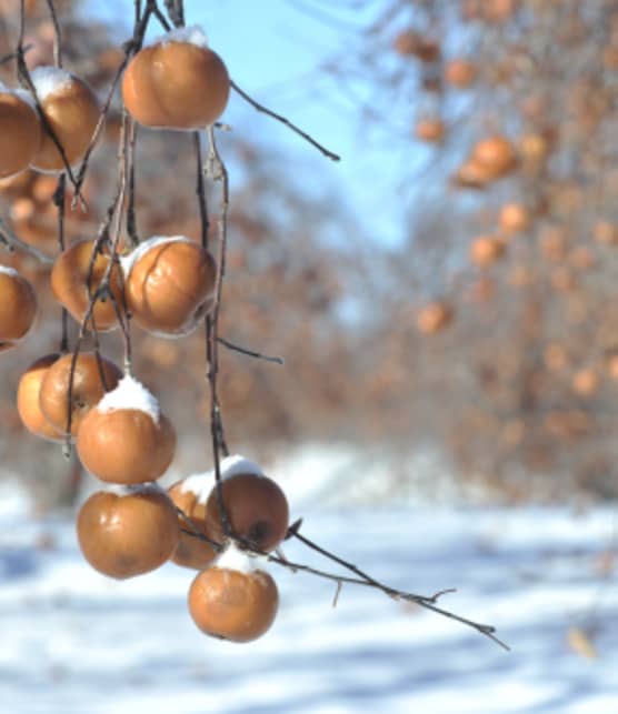 Le retour de la cueillette de pommes gelées au Domaine Lafrance