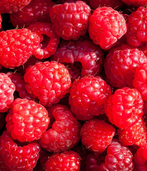 LA technique pour bien conserver les framboises et fraises du Québec