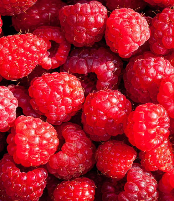 LA technique pour bien conserver les framboises et fraises du Québec