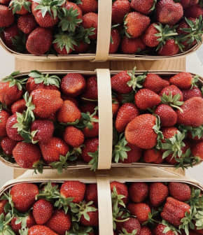 Petites fraises des champs congelées – Cuisiner avec Micheline