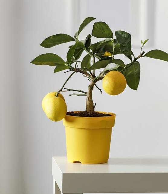 5 arbres à fruit qu’on peut faire pousser facilement à la maison à partir de graines!