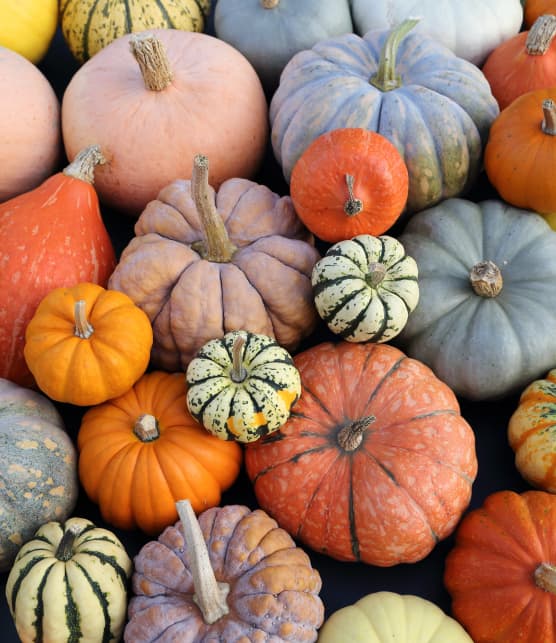 Calendrier de disponibilité des courges
