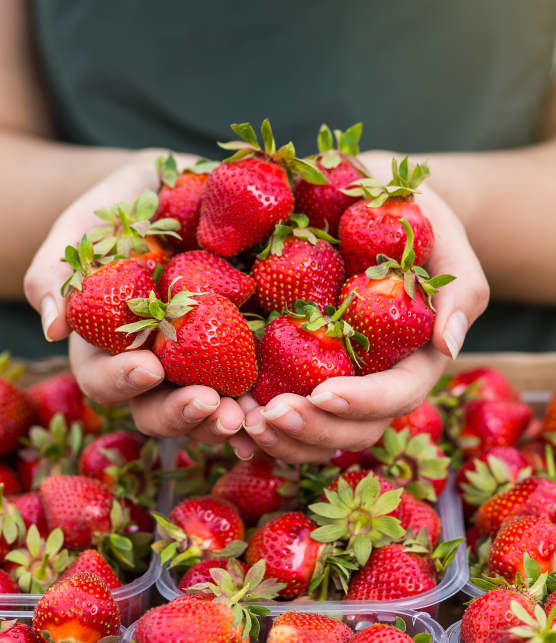 Festifraîches : Célébrez les fraises et framboises d'été à ce festival gratuit