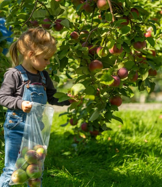 La cueillette de pommes