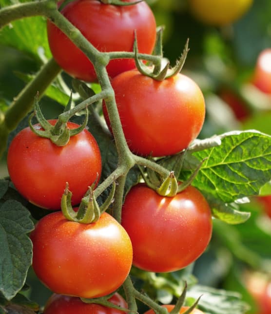 Voici 6 effets sur le corps lorsqu'on mange des tomates tous les jours