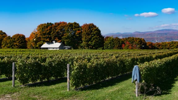 Les plus beaux vignobles à visiter au Québec cet automne