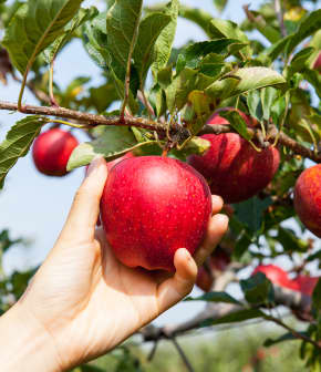 8 pommes à découvrir et cueillir en automne au Québec