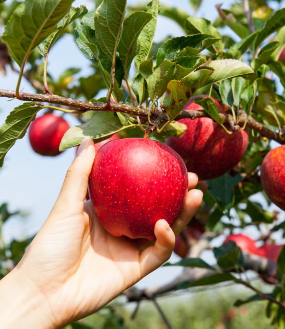 5 vergers près de Montréal où cueillir des pommes cet automne