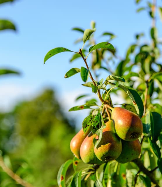 5 vergers du Québec où cueillir des poires