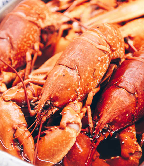 Comment cuire le homard : trucs et astuces d’experts