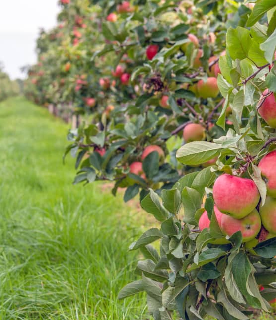 Voici 9 des meilleurs vergers où cueillir des pommes près de Québec