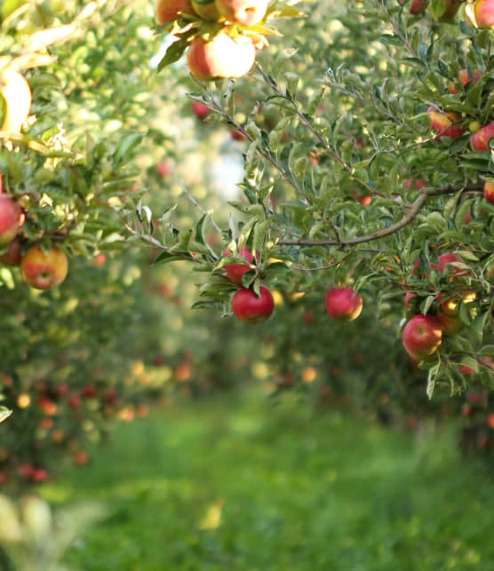 Tomber dans les pommes