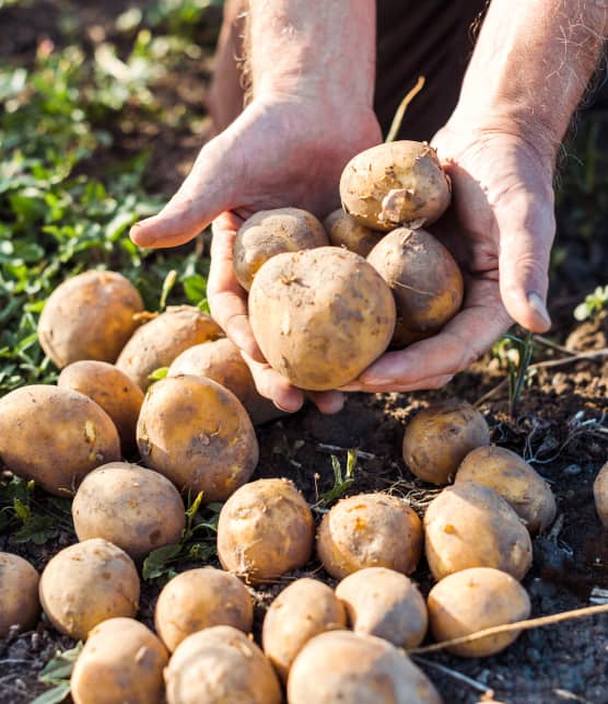 Voici LA meilleure façon d'empêcher vos pommes de terre de germer