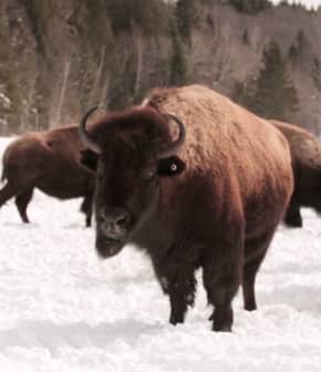 L'experte Josée Toupin nous présente son élevage de bisons