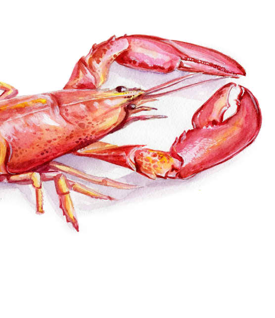 Le homard : à rougir de plaisir