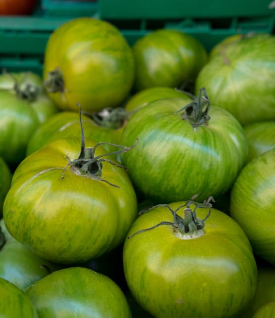 Est-ce qu'on peut récolter et cuisiner des tomates vertes?