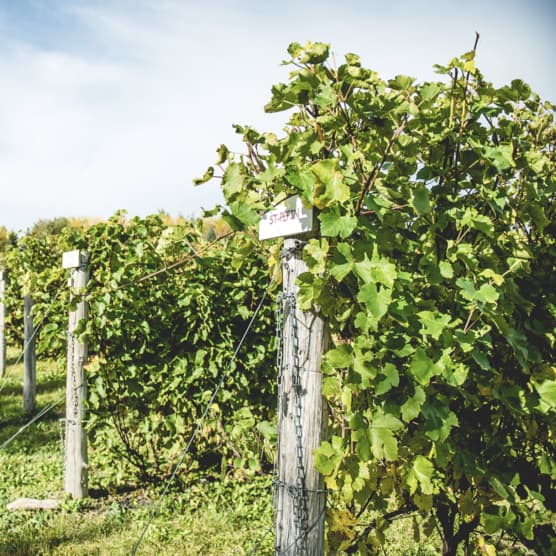 Escapade gourmande : 10 vignobles à découvrir en Montérégie