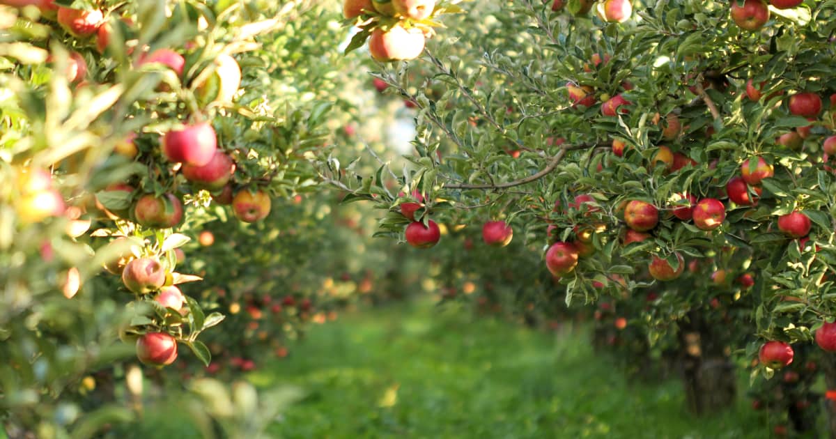 Tomber dans les pommes Zeste — free download
