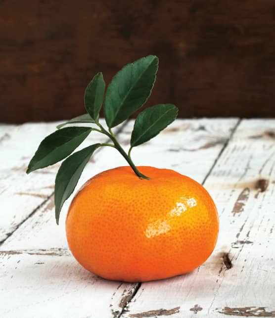 La clémentine : ce petit agrume qui sent Noël