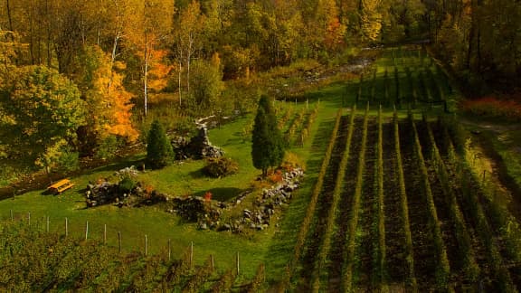 Les plus beaux vignobles à visiter au Québec cet automne