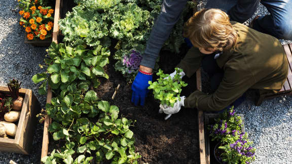 Potager maison : la mise en terre de vos plants