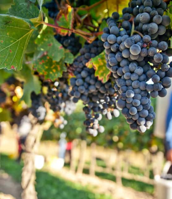 Les vignobles des Cantons-de-l'Est à visiter!