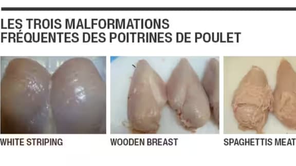 Pourquoi le poulet en épicerie a parfois une apparence et une texture étranges