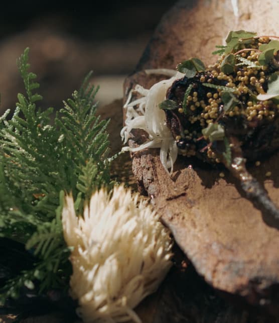 Étourneaux laqués au miel et galettes de champignons sauvages