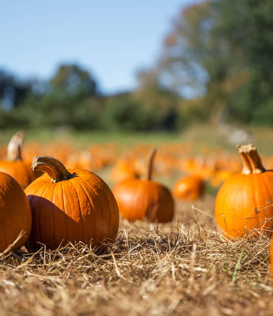 Mauvaise nouvelle : la saison des citrouilles pourrait arriver plus tard que prévu cet automne