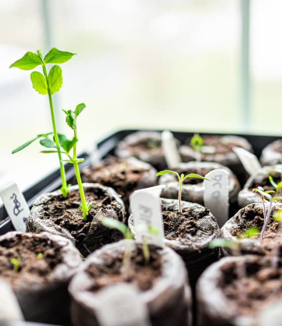 Le petit calendrier des semis de légumes