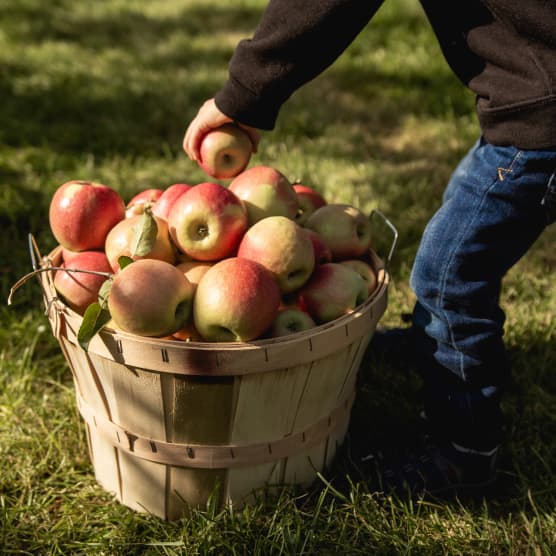 La cueillette de pommes