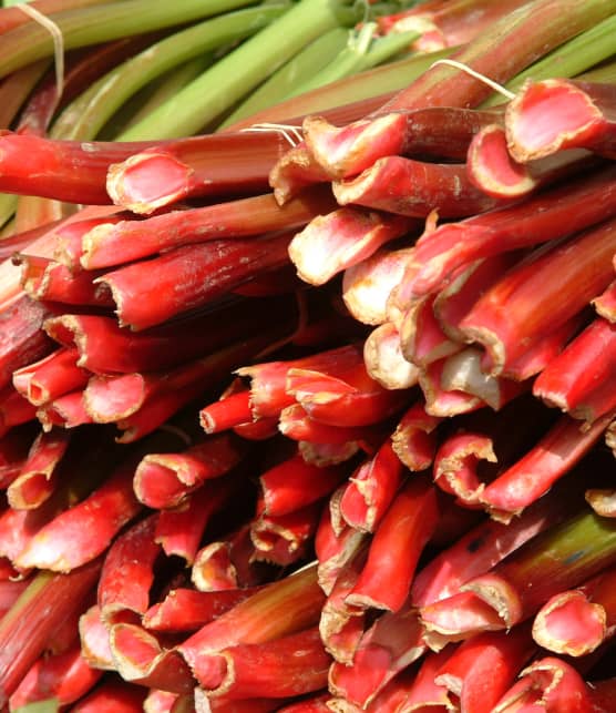 Rhubarbe : découvrez la date à laquelle vous devriez cesser d'en consommer