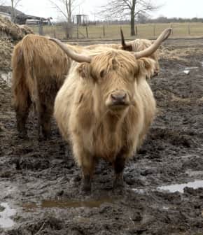 L'éleveuse de boeufs Highland vous présente son troupeau