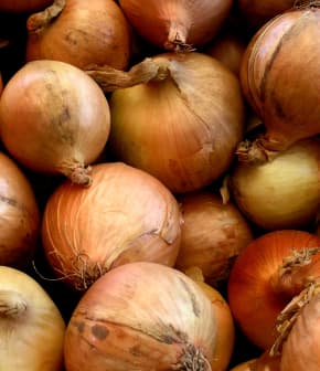 Comment conserver ses oignons ?
