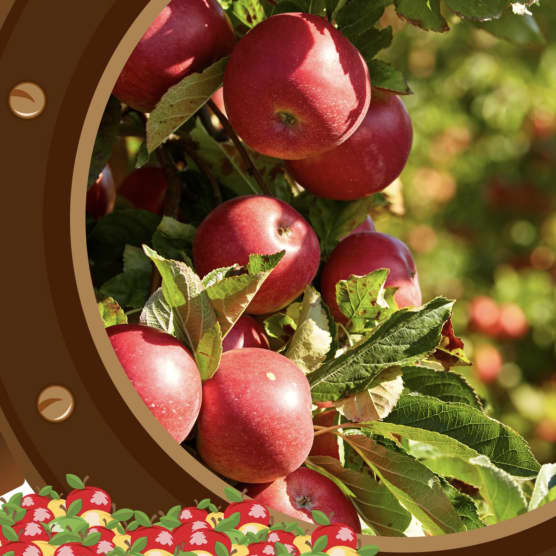 Voici où cueillir des pommes près de Montréal