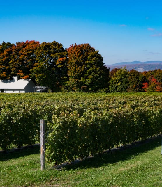 Les plus beaux vignobles à visiter au Québec cet automne