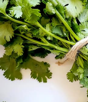 Comment conserver de la coriandre fraîche