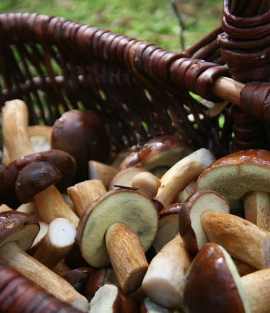 Découvrez Mycep : la ferme verticale de champignons de Granby