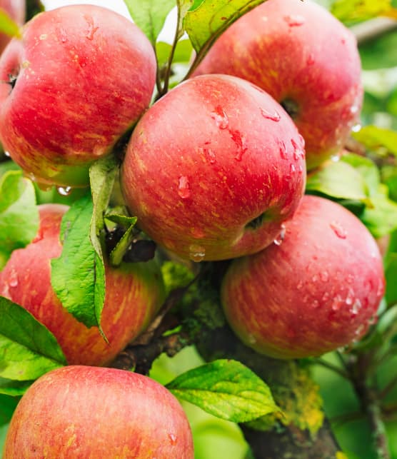 Pommes du Québec : quand la tradition a un arrière-goût amer (pesticides, gaspillage et pollution)