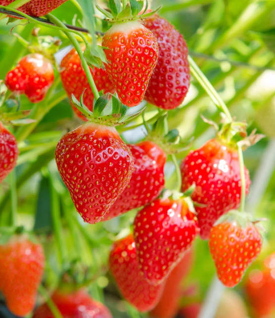 Voici le meilleur moment pour acheter des fraises du Québec au plus bas prix