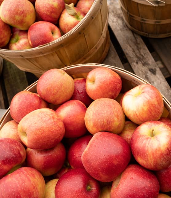 8 variétés de pommes à cueillir