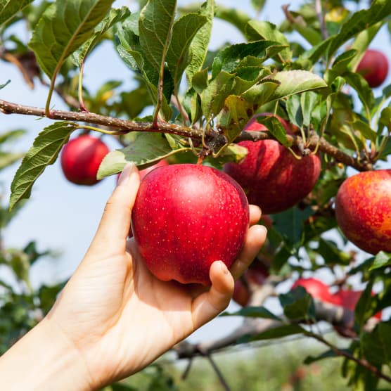 5 activités gourmandes à faire en septembre