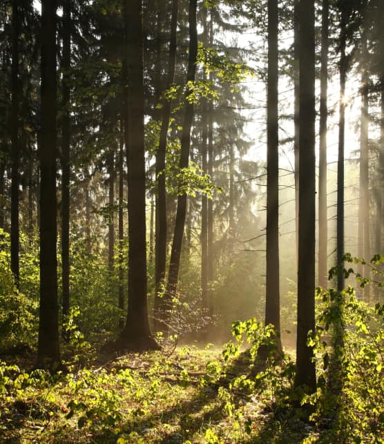 La forêt des affranchis