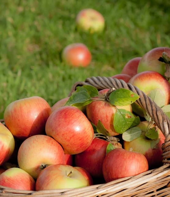 Voici l'erreur à éviter pour conserver vos pommes plus longtemps