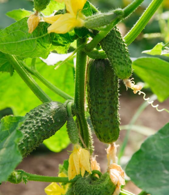 4 plantes potagères parfaites pour les balcons, les jardins et les terrasses