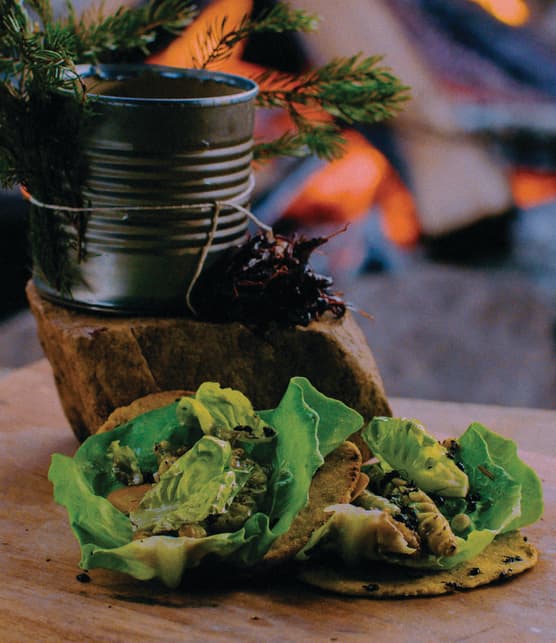 Tortillas de maïs et fourmis acidulées, garnies de purée de carottes à la verveine et au gingembre sauvage, et de chenilles sphinx légèrement rôties