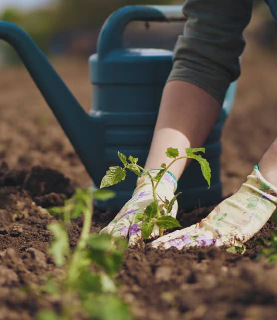 7 fines herbes méconnues à cultiver dans votre potager